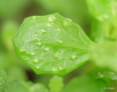 Aceria baccharipha