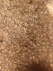 Dermatocarpon reticulatum