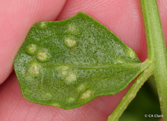 Aceria baccharipha