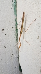Tenodera blanchardi