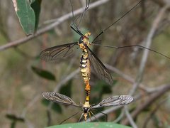 Leptotarsus clavatus