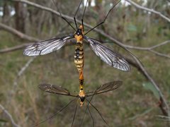 Leptotarsus clavatus