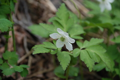 Anemonoides amurensis