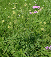 Sanicula marilandica