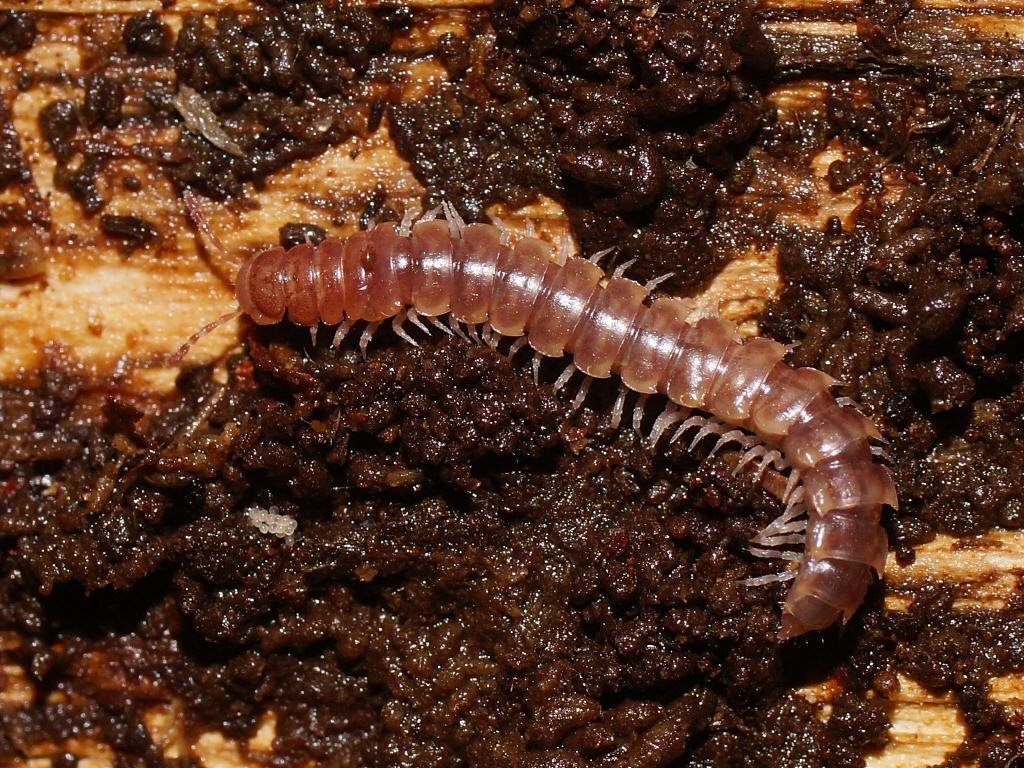 Lissodesmus gippslandicus