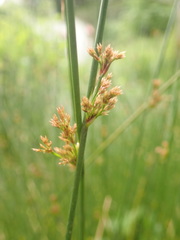 Juncus effusus solutus