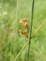 Juncus effusus solutus