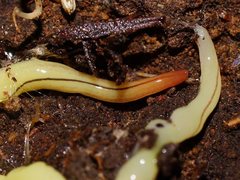 Fletchamia mediolineata