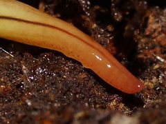 Fletchamia mediolineata