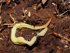 Fletchamia mediolineata