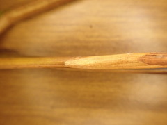 Juncus effusus solutus