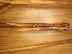 Juncus effusus solutus