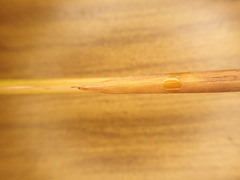 Juncus effusus solutus