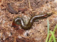 Cormocephalus esulcatus