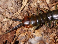 Cormocephalus esulcatus