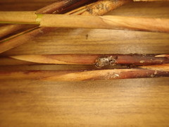 Juncus effusus solutus