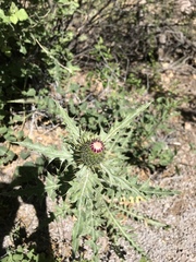 Cirsium neomexicanum