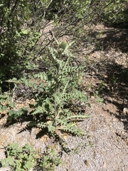 Cirsium neomexicanum