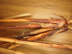 Juncus effusus solutus