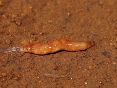 Argonemertes australiensis