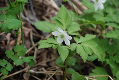 Anemonoides amurensis