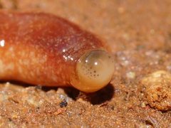Argonemertes australiensis