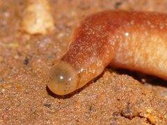 Argonemertes australiensis