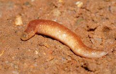 Argonemertes australiensis