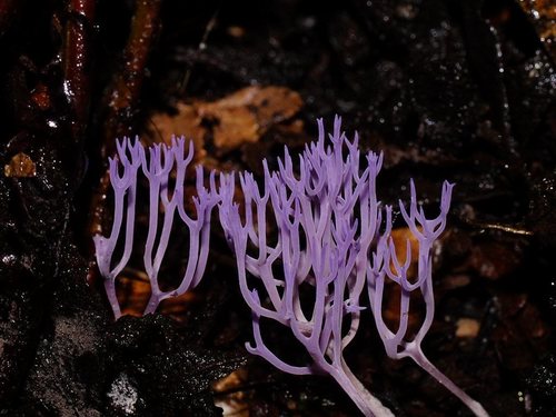 lilac coral fungus