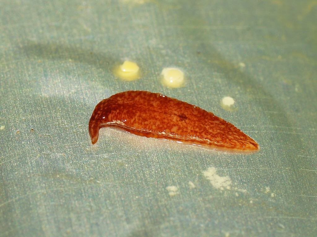 Reomkago