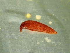 Reomkago quadrangulata