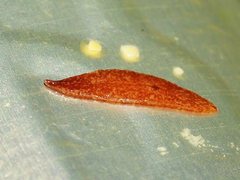 Reomkago quadrangulata