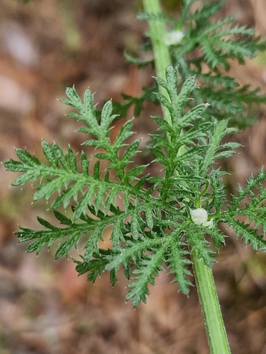 Geltonasis bobramunis nuotrauka