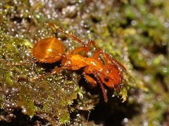 Notoncus spinisquamis