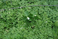 Anemonoides amurensis