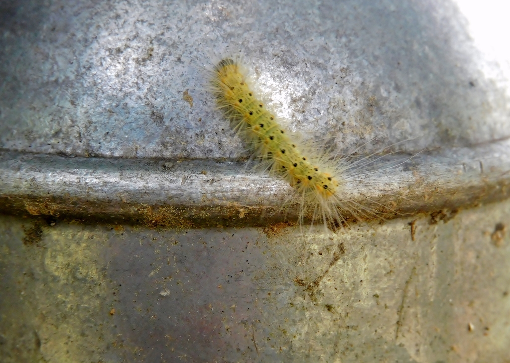 Fall Webworm Moth from Franklin County, NC, USA on June 24, 2024 at 11: ...