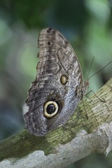 Caligo telamonius