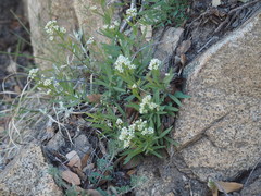 Comandra umbellata pallida