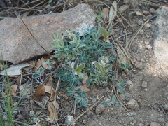 Lupinus huachucanus