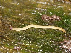 Argonemertes australiensis