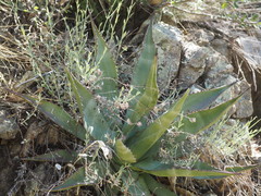 Agave palmeri