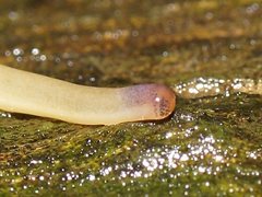 Argonemertes australiensis