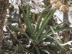 Agave palmeri