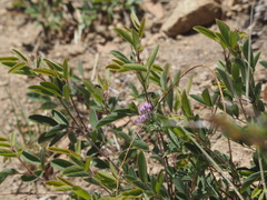 Desmodium cinerascens