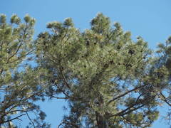 Pinus engelmannii