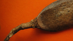 Bignonia corymbosa