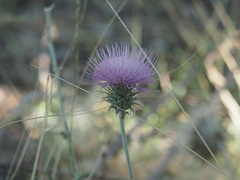 Cirsium neomexicanum