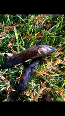 Gobiomorphus gobioides