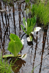 Lysichiton camtschatcensis