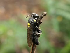 Amphylaeus morosus